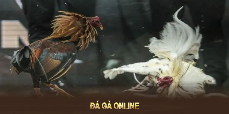 Bí Quyết Thắng Lớn Với Cách Chơi Đá Gà WS168 Tại SV388